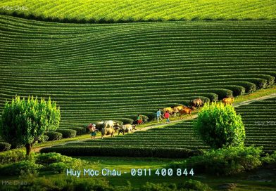 Đất nền ở Mộc Châu có tăng giá, nên đầu tư đón sóng tăng giá không ? Đất nền ở Mộc Châu có tăng giá, nên đầu tư đón sóng tăng giá không ?