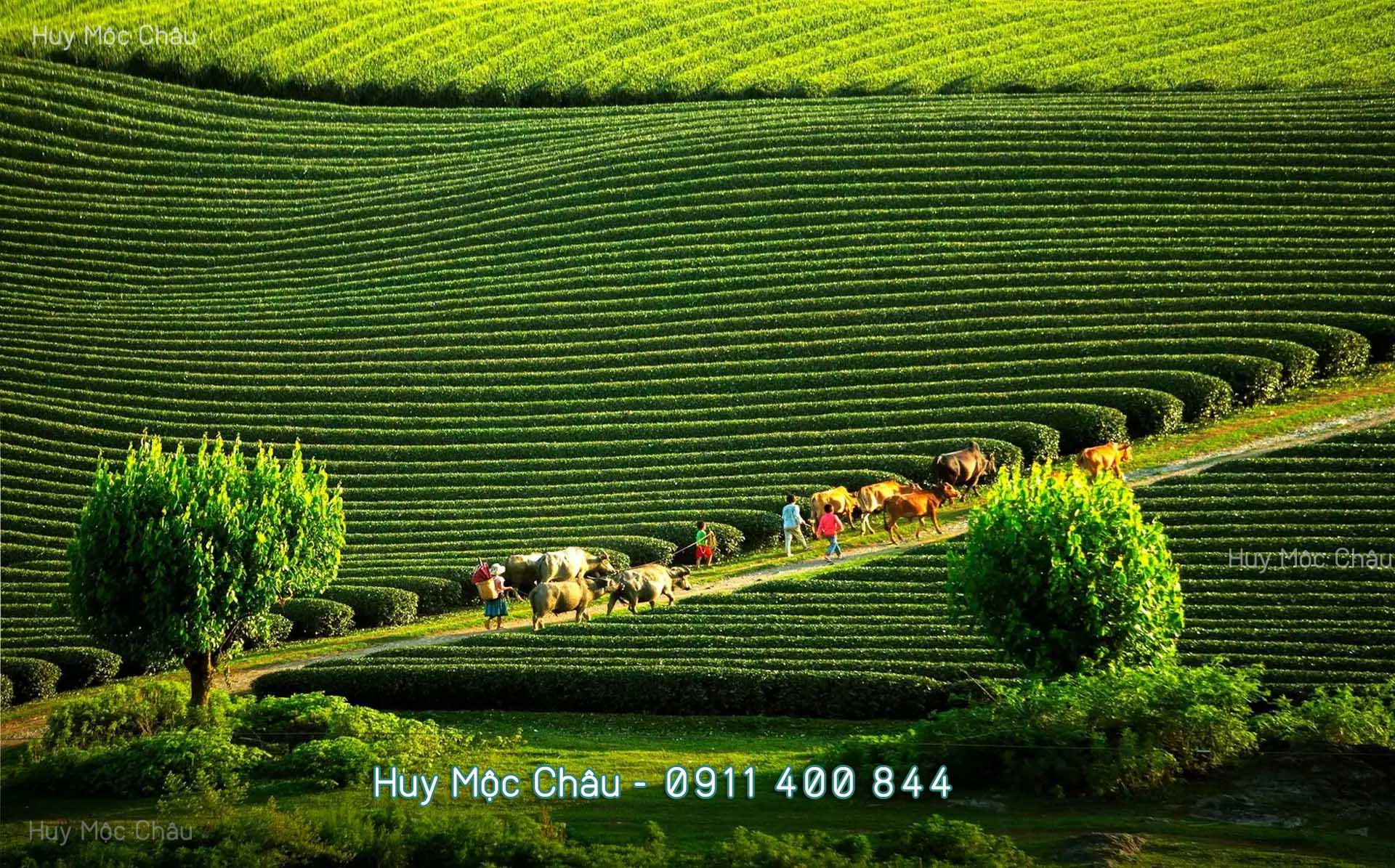 Đất nền ở Mộc Châu có tăng giá, nên đầu tư đón sóng tăng giá không ?